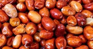 پیش‌بینی برداشت ۴۰ تن سنجد از سطح باغات استان آذربایجان‌غربی