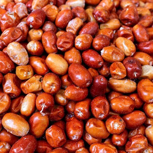 پیش‌بینی برداشت ۴۰ تن سنجد از سطح باغات استان آذربایجان‌غربی