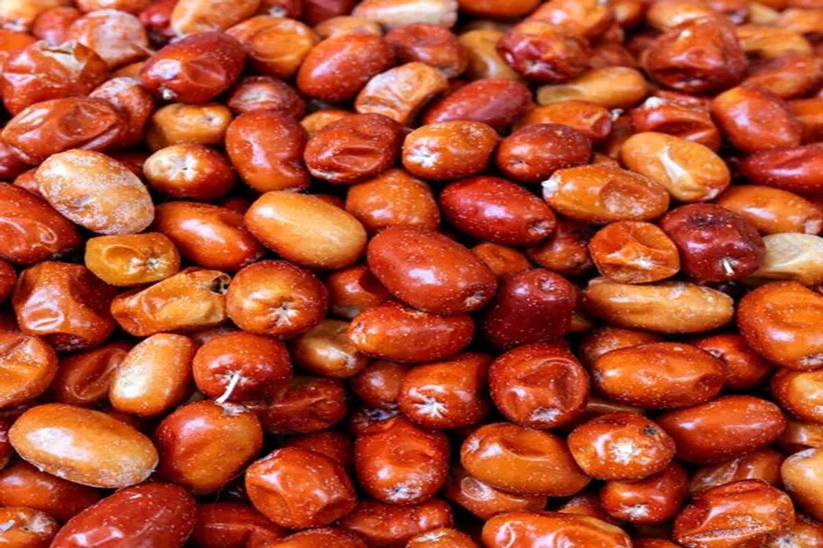پیشبینی برداشت ۴۰ تن سنجد از سطح باغات استان آذربایجانغربی