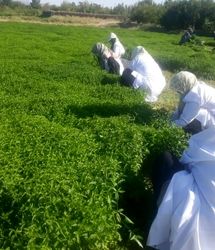 آغاز کاشت گیاه دارویی نعناع در رشتخوار برای اولین بار