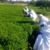 آغاز کاشت گیاه دارویی نعناع در رشتخوار برای اولین بار