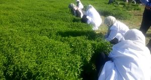 آغاز کاشت گیاه دارویی نعناع در رشتخوار برای اولین بار