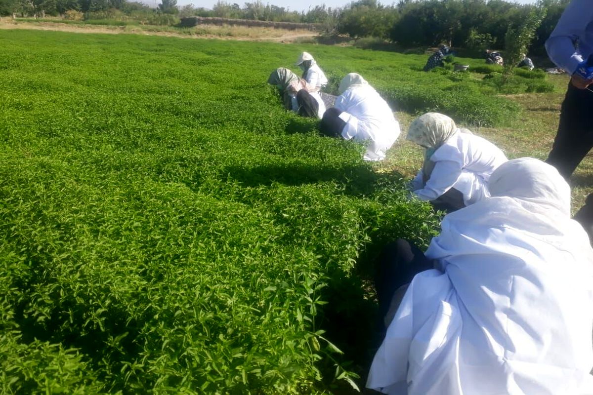 آغاز کاشت گیاه دارویی نعناع در رشتخوار برای اولین بار