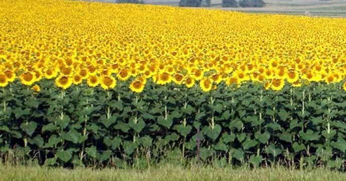 افزایش ۵ درصدی کشت آفتابگردان آجیلی در آذربایجان‌غربی