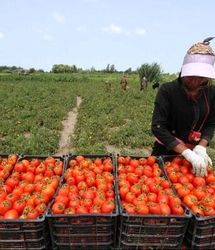 آغاز برداشت ۸۸ تن گوجه‌فرنگی در شهرستان رامیان