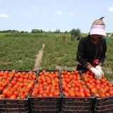 آغاز برداشت ۸۸ تن گوجه‌فرنگی در شهرستان رامیان