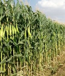 برداشت بیش از ۶۰۰ تن ذرت علوفه‌ای در بشرویه