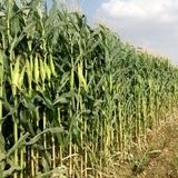 برداشت بیش از ۶۰۰ تن ذرت علوفه‌ای در بشرویه