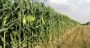 برداشت بیش از ۶۰۰ تن ذرت علوفه‌ای در بشرویه