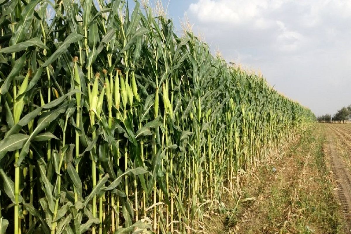 برداشت بیش از ۶۰۰ تن ذرت علوفه‌ای در بشرویه