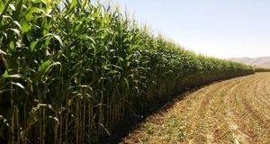 پیش‎‌بینی برداشت ۲۰۰ هزار تن ذرت علوفه‌ای در گیلانغرب