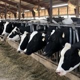 بیمه ۱۲ هزار راس دام از ابتدای مهرماه در استان گیلان