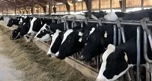 بیمه ۱۲ هزار راس دام از ابتدای مهرماه در استان گیلان