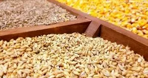 نهاده به میزان کافی در بنادر موجود است 