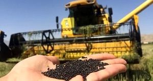 آغاز برداشت کلزا در استان فارس