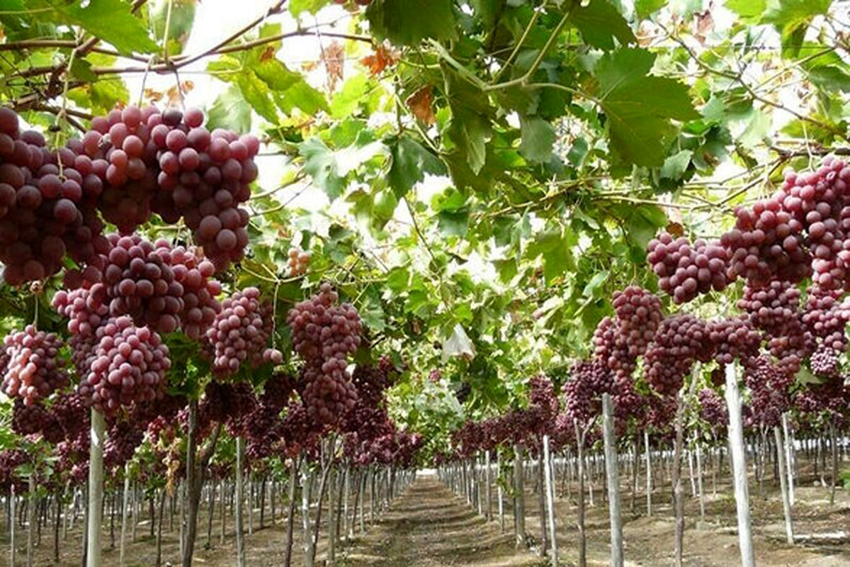 برداشت ۱۰ تن انگور در شهرستان تیران و کرون