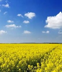 خرید تضمینی ۱۵ هزار تن دانه روغنی کلزا در استان ایلام