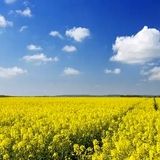 خرید تضمینی ۱۵ هزار تن دانه روغنی کلزا در استان ایلام
