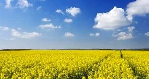 خرید تضمینی ۱۵ هزار تن دانه روغنی کلزا در استان ایلام