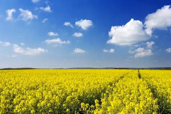 خرید تضمینی ۱۵ هزار تن دانه روغنی کلزا در استان ایلام