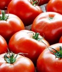 آغاز برداشت گوجه‌فرنگی خارج از فصل در استان بوشهر