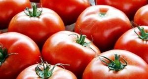 آغاز برداشت گوجه‌فرنگی خارج از فصل در استان بوشهر