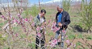 خسارت ۲۲۷ میلیارد تومانی به کشاورزان نیشابور در اثر سرمازدگی شدید