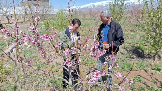 خسارت ۲۲۷ میلیارد تومانی به کشاورزان نیشابور در اثر سرمازدگی شدید