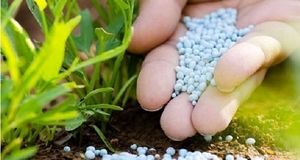 توزیع ۷۳۸ تن کود کشاورزی در مازندران