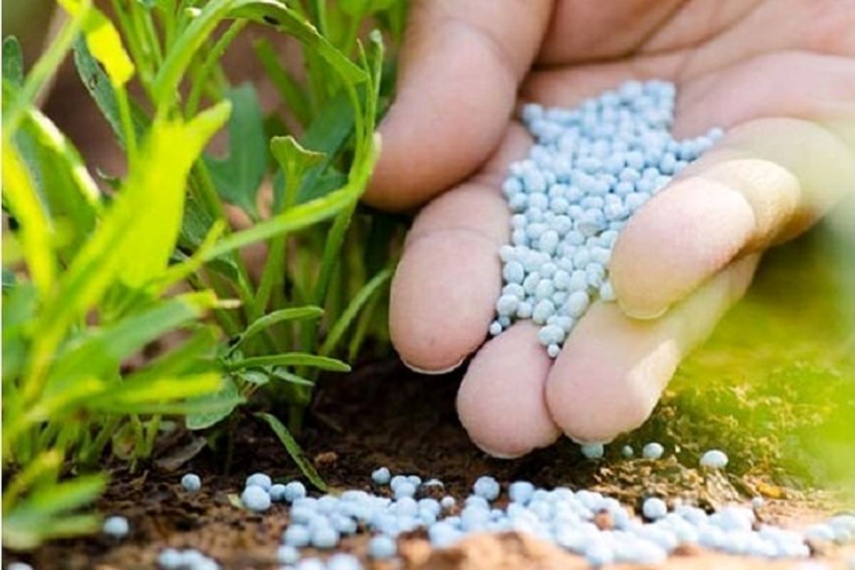 توزیع ۷۳۸ تن کود کشاورزی در مازندران