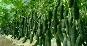 پیش‌بینی برداشت ۳۹۹ هزار تن خیار گلخانه در جنوب کرمان