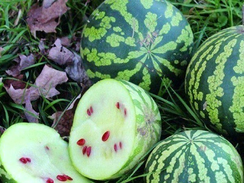 آغاز برداشت هندوانه تخمه آجیلی در نیشابور