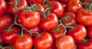 موافقت عراق با واردات گوجه فرنگی و سیب زمینی