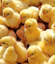تولید۶ هزار تن گوشت مرغ در خمین