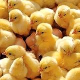 افزایش ۳ درصدی جوجه ریزی در استان همدان