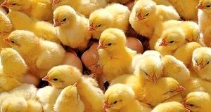 تولید۶ هزار تن گوشت مرغ در خمین