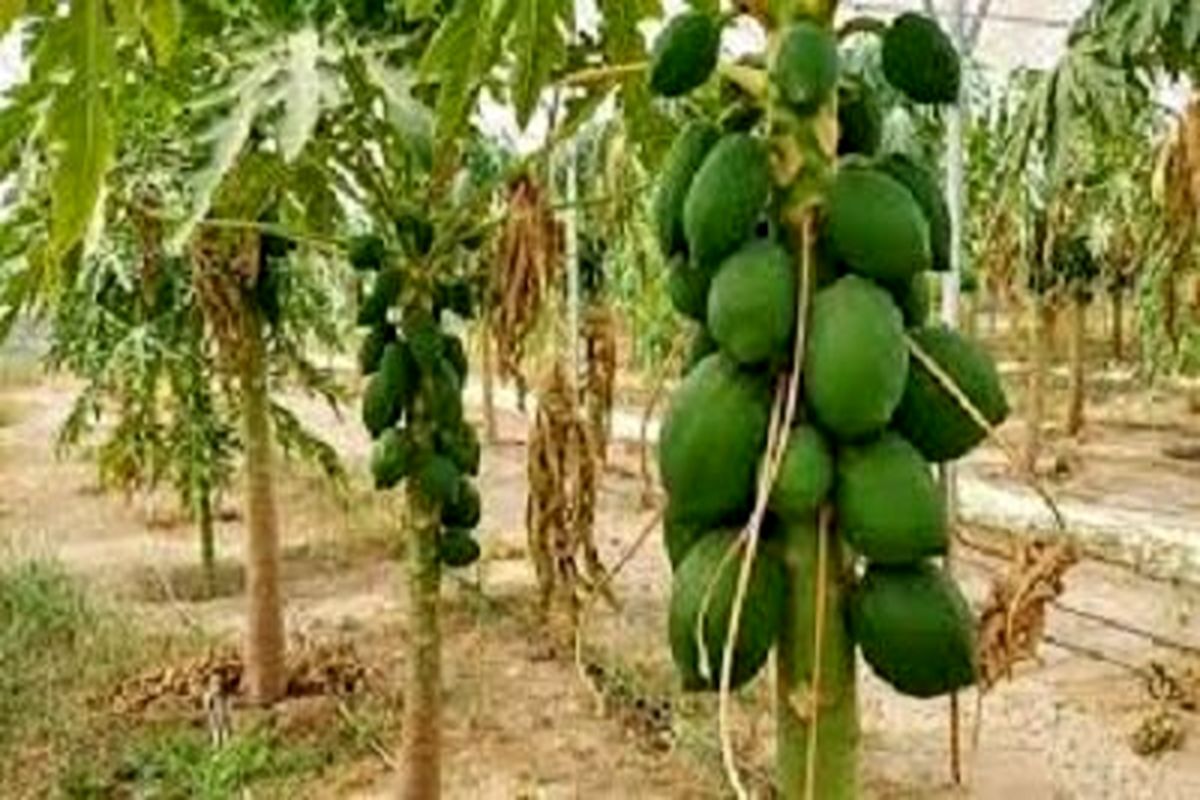 تولید سالانه ۲۹۷ هزار تن میوه گرمسیری در استان سیستان و بلوچستان