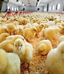 متوسط قیمت جوجه یکروزه به نزدیک ۱۰ هزار تومان رسید