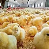 متوسط قیمت جوجه یکروزه به نزدیک ۱۰ هزار تومان رسید