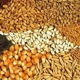 همکاری ۵۶ شرکت واردکننده نهاده با شرکت پشتیبانی امور دام 