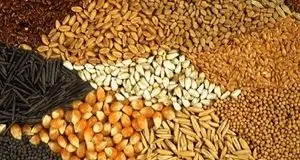 همکاری ۵۶ شرکت واردکننده نهاده با شرکت پشتیبانی امور دام 