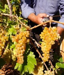 آغاز برداشت نوبرانه انگور در شهر کارون