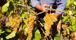 آغاز برداشت نوبرانه انگور در شهر کارون