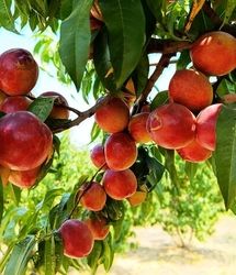 پیش بینی تولید ۳۵۰ هزار تن انواع محصولات باغی در استان اردبیل