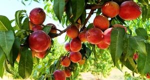 پیش بینی تولید ۳۵۰ هزار تن انواع محصولات باغی در استان اردبیل