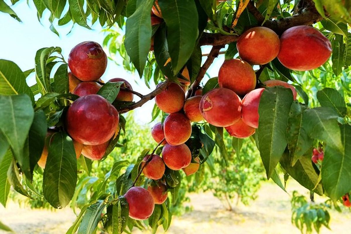 پیش بینی تولید ۳۵۰ هزار تن انواع محصولات باغی در استان اردبیل