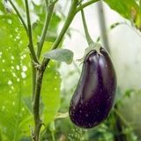 پیش‌بینی برداشت ۸۷ هزار تن بادمجان در میناب