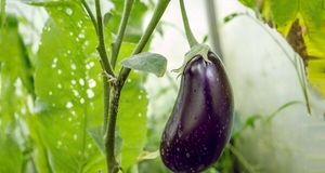 پیش‌بینی برداشت ۸۷ هزار تن بادمجان در میناب