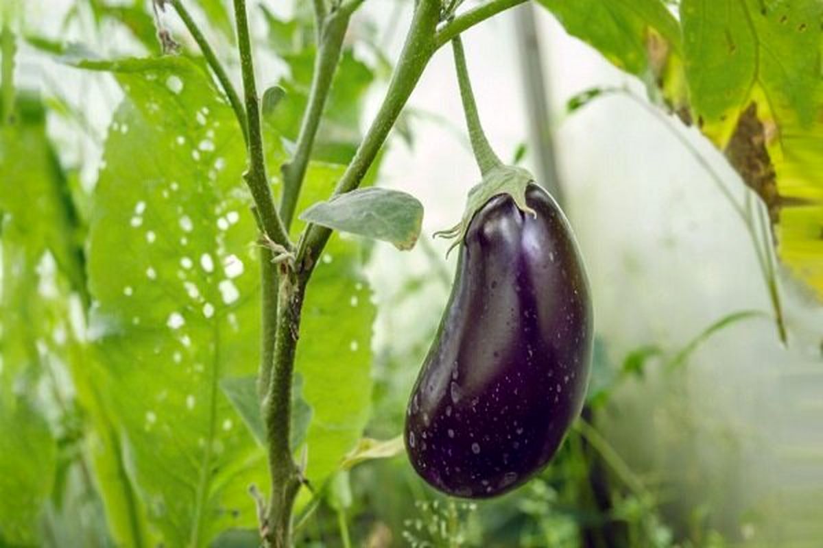 پیش‌بینی برداشت ۸۷ هزار تن بادمجان در میناب