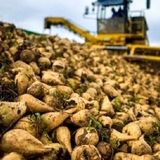 پیش‌بینی برداشت نیم میلیون تن چغندرقند در پیرانشهر